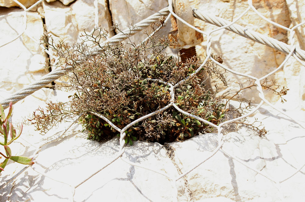 Limonium cordatum